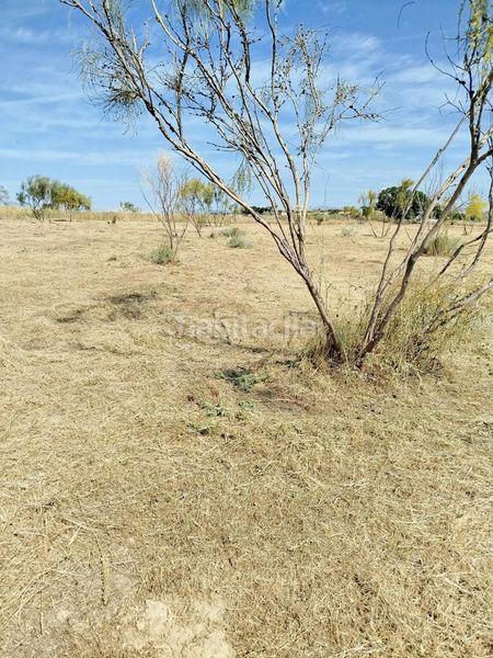 Foto a6d40485-7b74-4dcd-9384-754b648d8a2e. Finca rústica a Montecarmelo Madrid