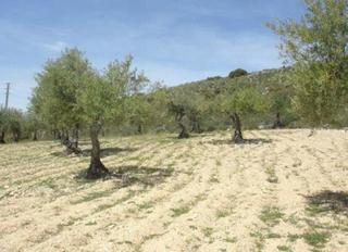 Finca rústica  Camino de la vega