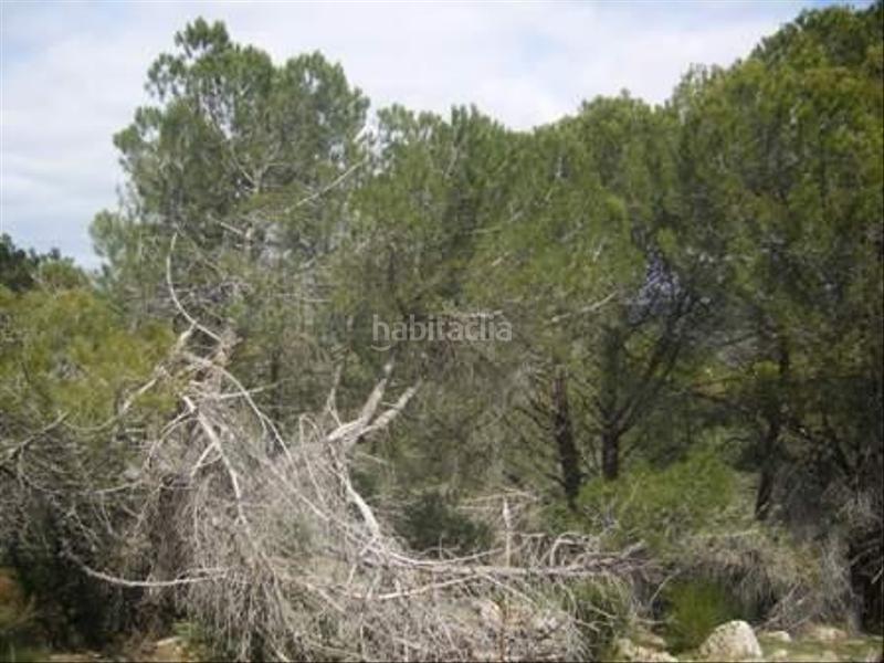 Foto afd208f3-5998-411f-a97e-7329774645c9. Terreno residencial en Cebreros