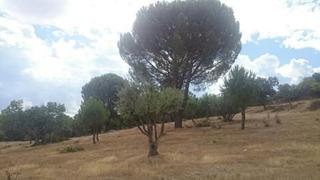 Rural plot in Pelayos de la Presa