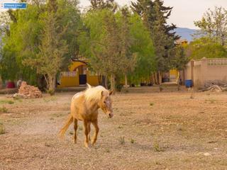 Masia a La Pinilla - Las Palas. Venta de casa con 9 dormitorios y terreno de 11.000 m2 en el cam