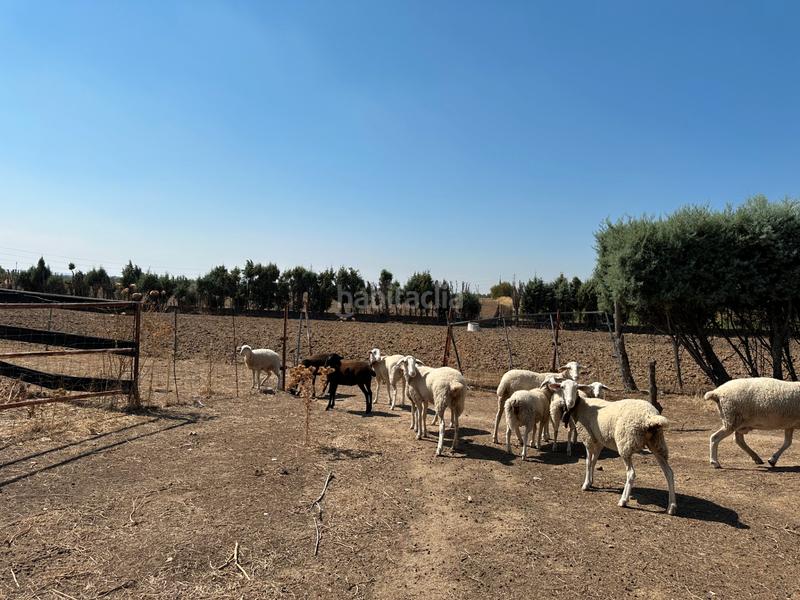 Foto cedc944f-d2ec-4504-9177-1361e5b44192. Mas avec cheminée chauffage piscine dans Cubas de la Sagra