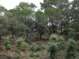 Residential Plot in Alzina 62. Parcela precio económico