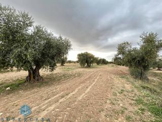 Finca rústica  Aceituno. Terreno en venta en guadamur