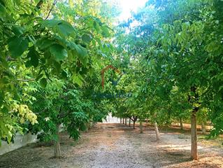 Finca rstica  Pesquera (polgono 512). Precioso terrerno agrario junto a horche
