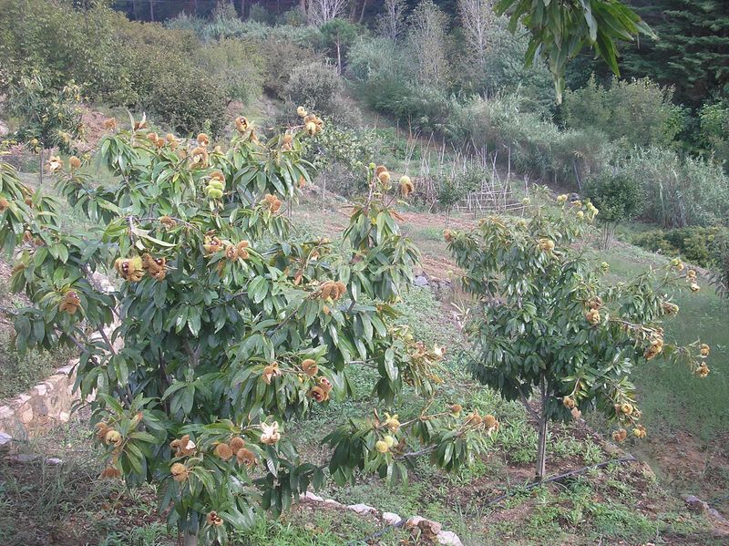 Foto b63a79bf-9336-4081-b4d2-039e073e5934. Masia amb calefacció aparcament piscina a Almoster