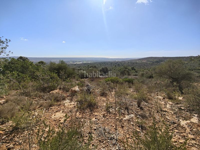 Foto 06e89474-9918-49a7-9944-fcd476e25dfa. Finca rústica a Sant Jordi Palma de Mallorca