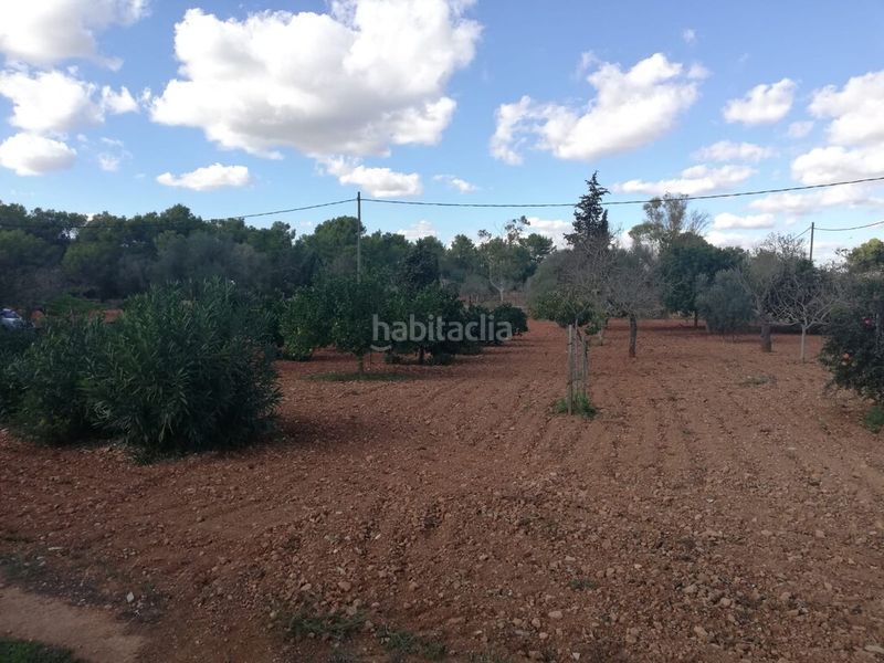 Foto 507d9839-4bdd-4043-8ba3-16c8e094585e. Finca rústica terreno rustico edificable. totalmente vallado en Algaida