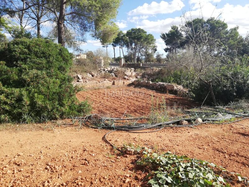 Foto 88b10323-80b2-4339-90d7-b95abc1d7401. Finca rústica terreno rustico edificable. totalmente vallado en Algaida