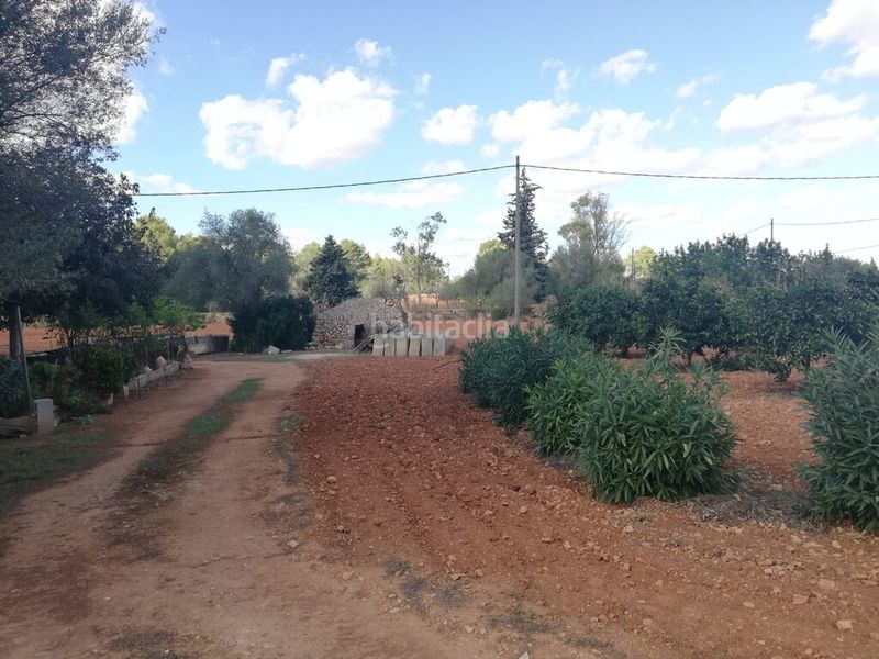Foto 905c638b-6347-4347-9d14-d23b7cc878e3. Finca rústica terreno rustico edificable. totalmente vallado en Algaida