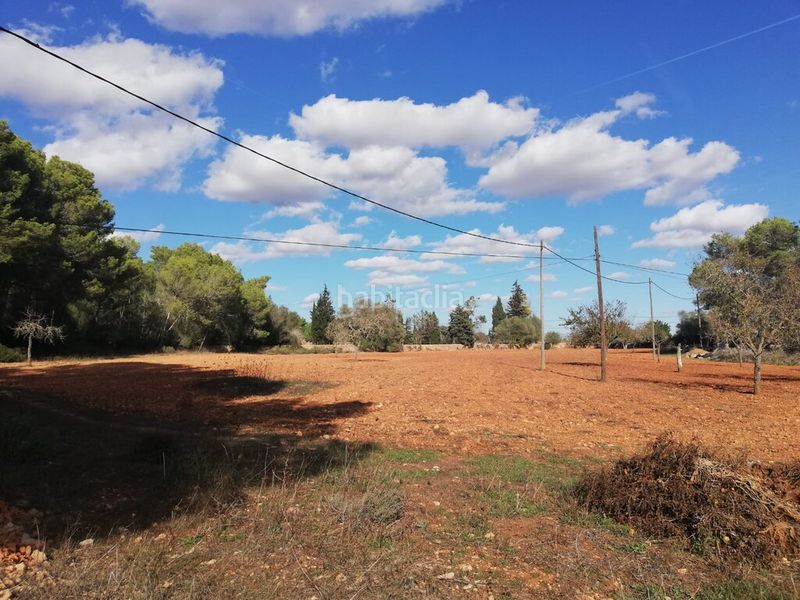 Foto ce70e350-10f5-4ddf-b314-8b520b8e24e3. Finca rústica terreno rustico edificable. totalmente vallado en Algaida