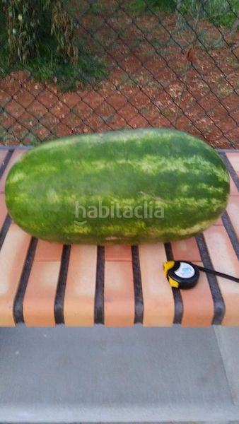 Foto f2583726-d4cb-4474-bfd8-265e2bb9114d. Masia amb calefacció aparcament a Ondara