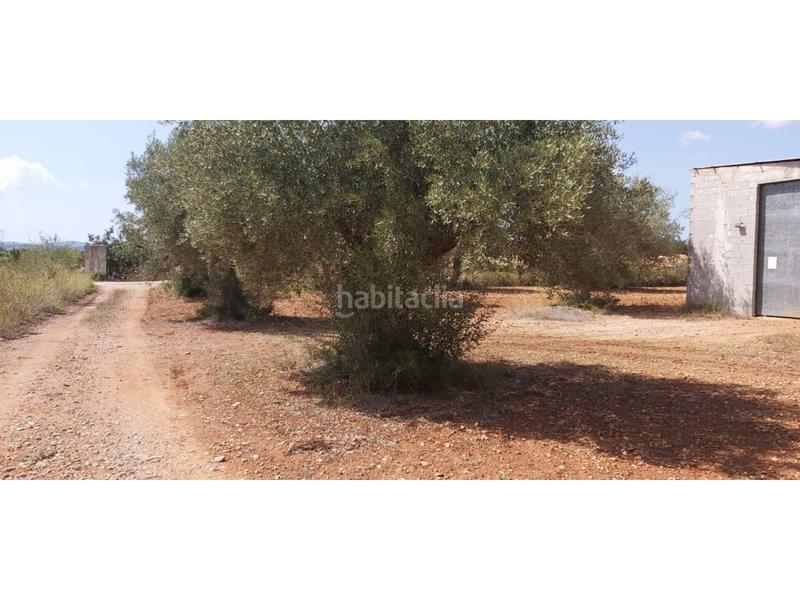 Foto 5b469a90-4933-4e15-87da-7cd19775a1da. Finca rústica venta de finca rústica con casa y nave en benicarló en Cálig