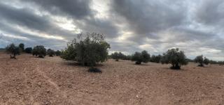 Finca rústica  N/a. Finca rústica con olivos arbequina en venta en sant martí de riu