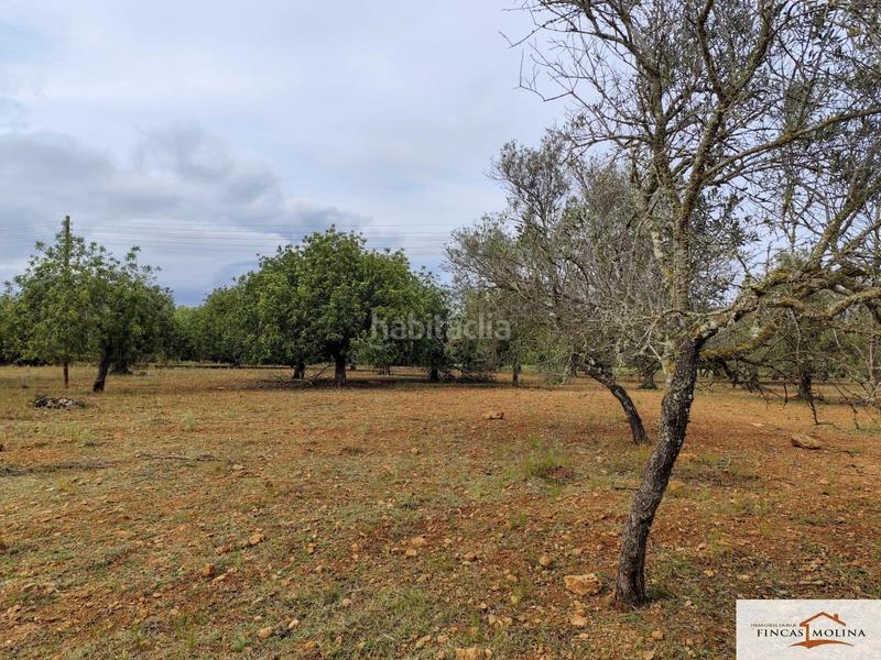 Foto 2aebb9fa-84e6-4a10-ae95-1bdd946b4690. Finca rústica solar en venta en torre de canyamel en Capdepera