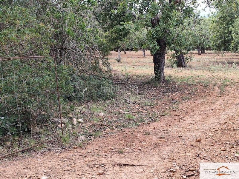 Foto b9da7b36-d2c9-4cf5-a344-e6d045623b25. Finca rústica solar en venta en torre de canyamel en Capdepera