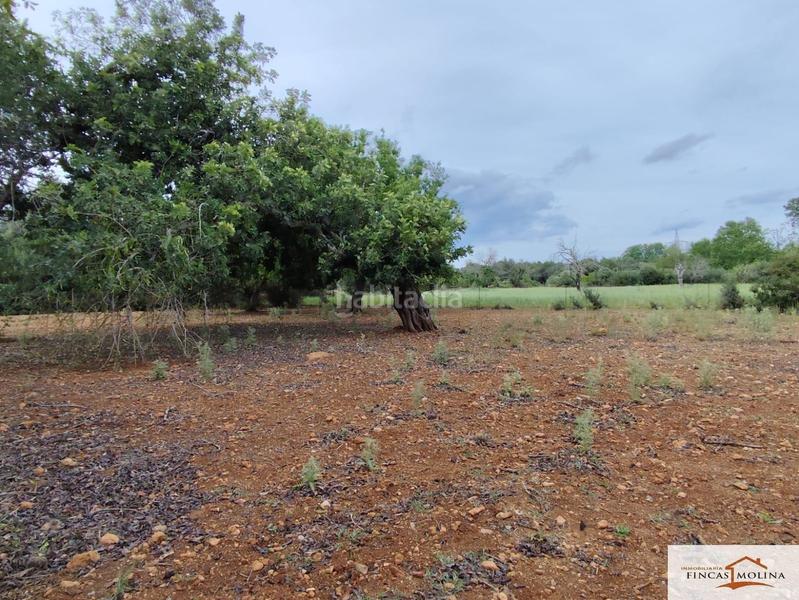 Foto d81e7b77-2015-4f30-9cfa-05d8fba7f9f7. Finca rústica solar en venta en torre de canyamel en Capdepera