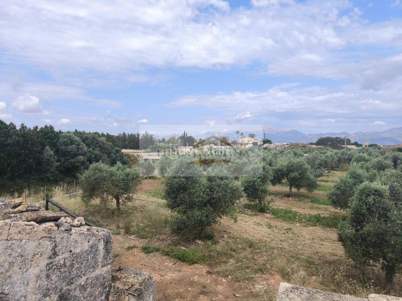 Foto 35726f4f-0756-4a64-aa1d-03f2a673917f. Terreny residencial a Sa Pobla