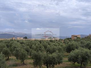 Terreny residencial a Sa Pobla. Finca rustica urbanizable en venta  sa pobla
