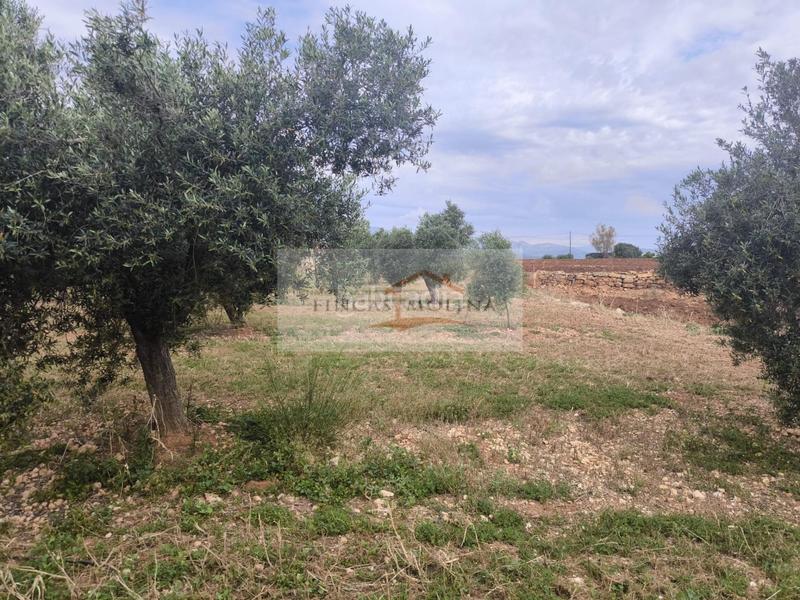 Foto a019d4df-d3d3-4080-ab29-56085f7161b9. Terreny residencial a Sa Pobla