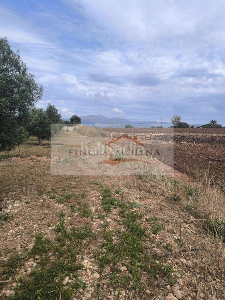 Foto d1fc42e2-ae50-4d04-a66d-0d389968a483. Terreny residencial a Sa Pobla