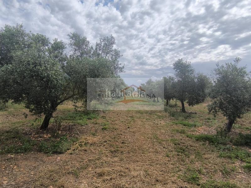 Foto de9ce448-bdf7-4606-bdf2-14dd56807598. Terreny residencial a Sa Pobla