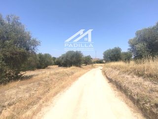 Finca rústica  N/a. Terreno rustico cuenta con 12112m, y 60 olivos.