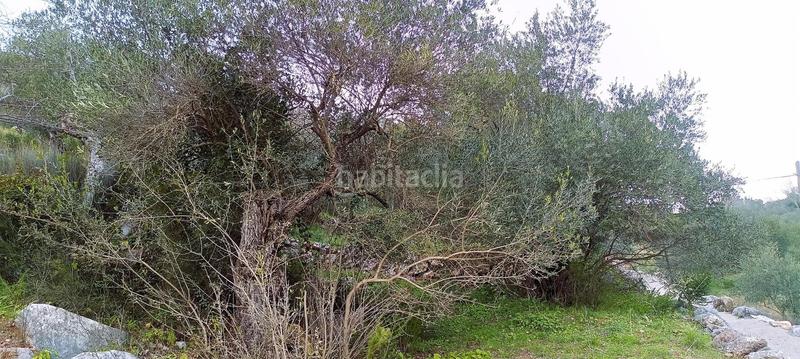 Foto 35ba6df0-9896-4944-b9ff-a2473cc496a7. Finca rústica a Benaoján