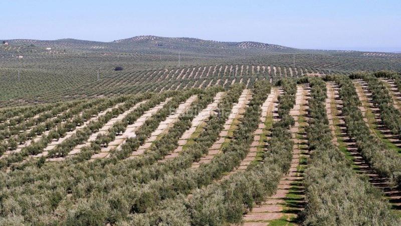 Foto 0cf04907-940a-4367-9336-c34140ae9334. Landgut in Campo de Criptana