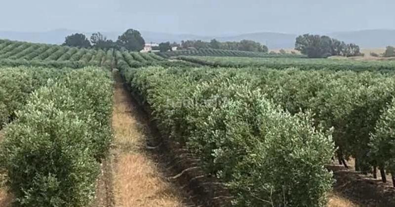 Foto 382975fd-f5b7-4e72-9f54-c276a26483ba. Landgut in Campo de Criptana