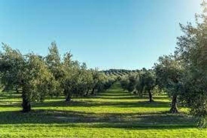 Foto 97737561-6c47-4180-a700-82f8a5a5bbff. Landgut in Campo de Criptana