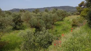 Residential Plot in Vinaixa