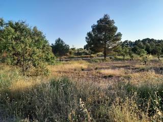 Rural plot in Cehegín