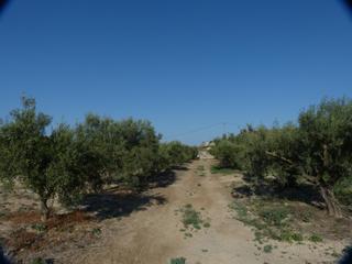 Fondo rustico in La Alcayna