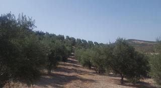 Fondo rustico in Quesada