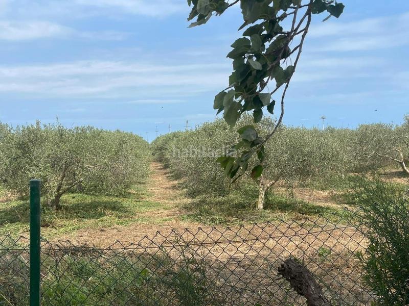 Foto e1beeec7-f3d3-4fed-b3f2-5106ddd40197. Terreny residencial a Eucaliptus - Poble Nou del Delta Amposta