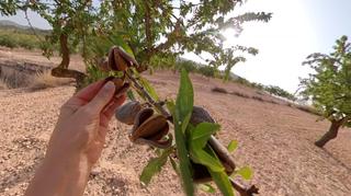 Finca rústica a Monòver
