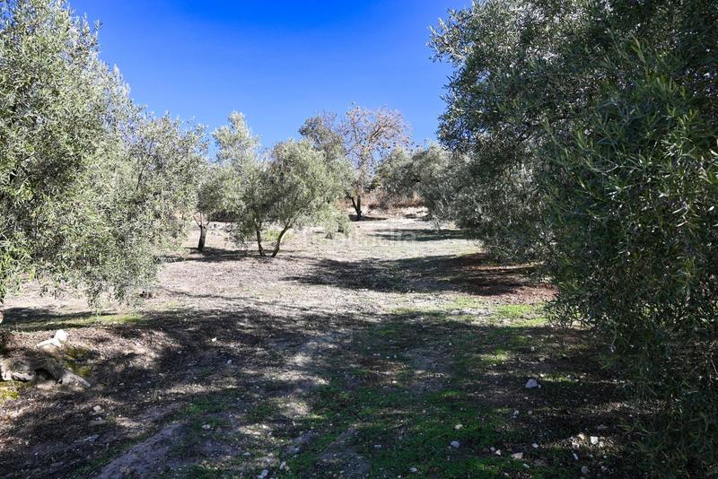 Foto e1b633b2-69e9-4bab-8241-9b2880cdf6c2. Masia amb calefacció aparcament a Villanueva de Algaidas