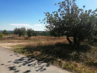 Fondo rustico in Godelleta