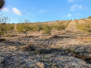 Rural plot in Arcos de la Frontera