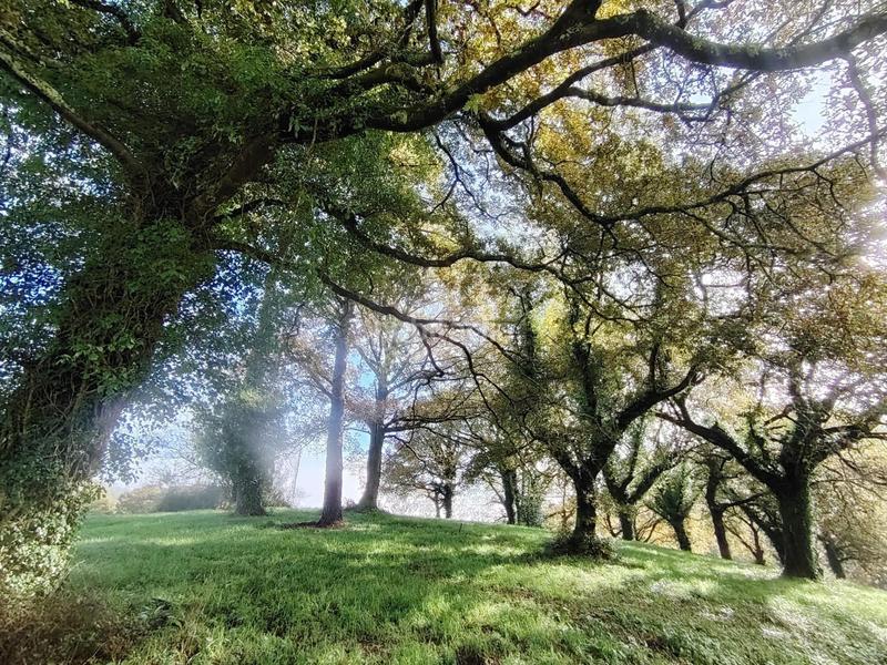 Foto 52c0236e-e0e8-4640-97a4-2f7b70afa83d. Masia a Negreira