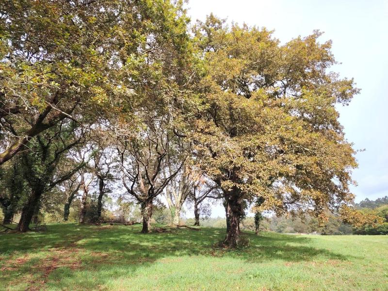 Foto cd44483d-4dfb-4151-b880-07ae51437d4c. Masia a Negreira