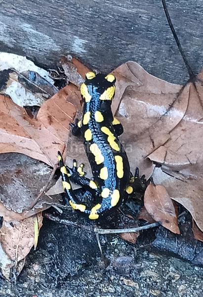 Foto 5d9db6a3-0c41-4a9e-a3f9-ce9f0a41efa6. Mas avec parking dans Vallgorguina