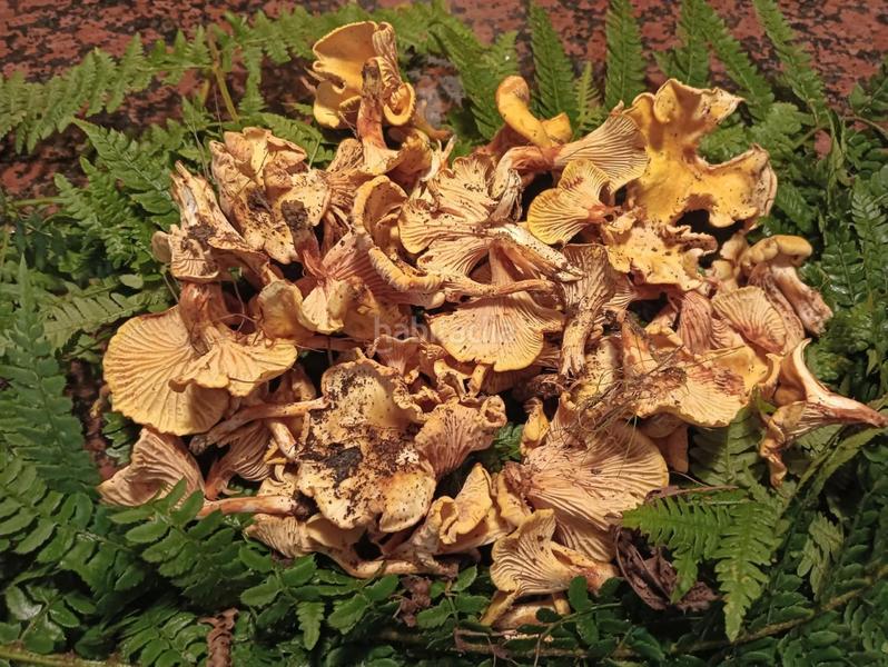 Foto 906aa44e-7ce9-4b39-a78a-1d7a8ad593da. Mas avec parking dans Vallgorguina