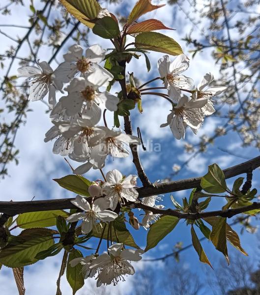 Foto b7a9ce71-f7c6-463f-8ed1-ed45df1fd9fa. Mas avec parking dans Vallgorguina