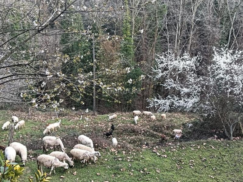 Foto bf5eff41-5064-4b62-9d53-fdedc7cff1c2. Mas avec parking dans Vallgorguina