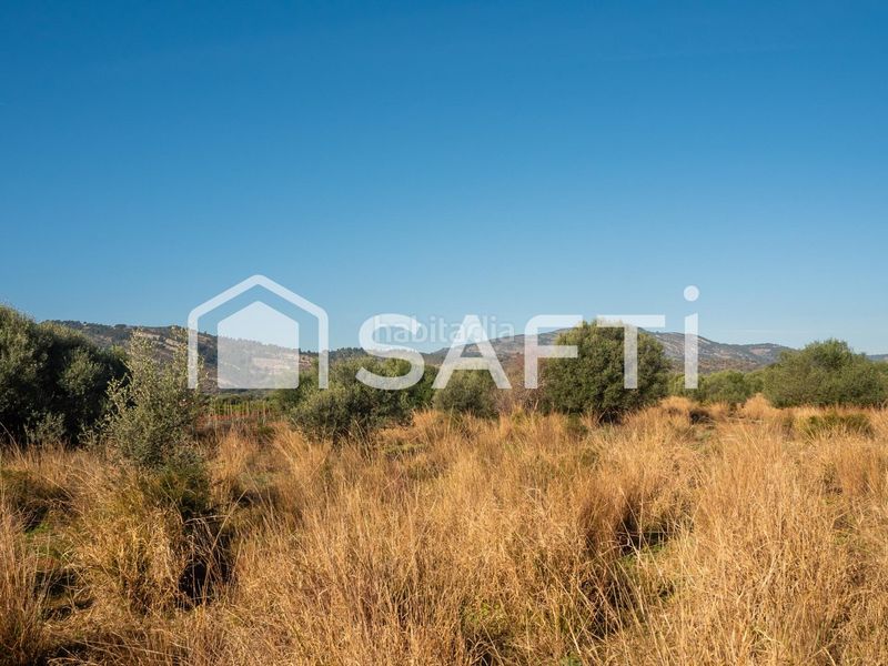 Foto 217f5b18-d22c-4f2e-baf0-9ae7f3419492. Finca rústica a Centro Oropesa del Mar
