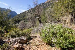Finca rústica a Sóller
