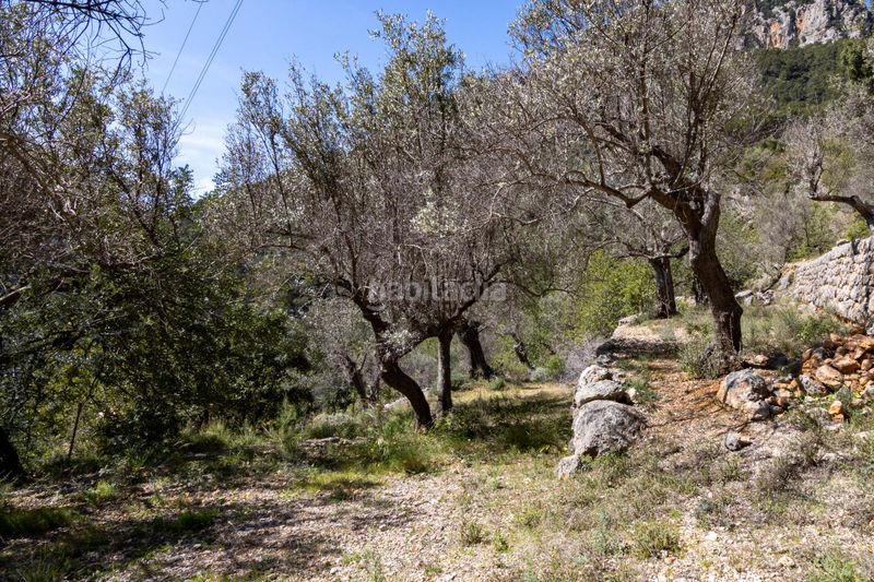 Foto d4c980d0-31c7-4ad3-82d8-c2249cfac5d2. Finca rústica en Sóller