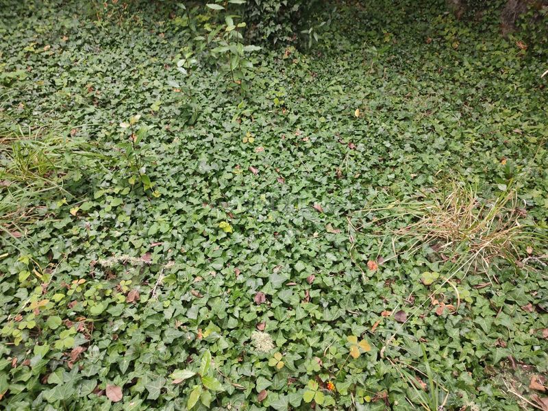 Foto 29ee3a82-df2c-4c7b-bd91-1a7ce611f330. Finca rústica a Teo